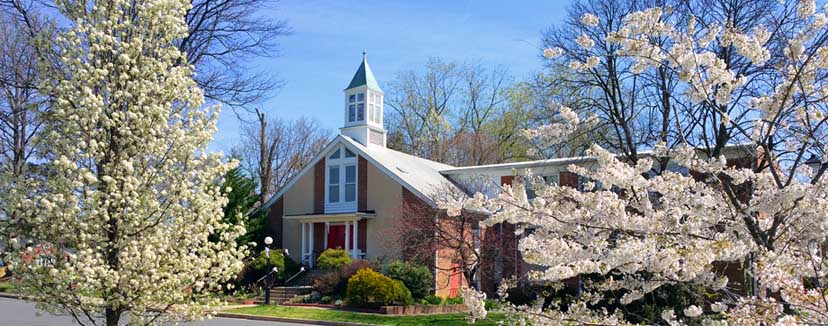 St. John's Spring blossoms